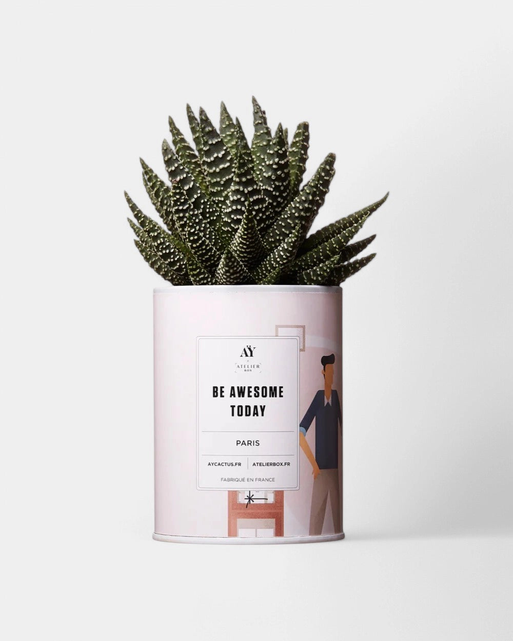 100% Customizable Cactus - Ay Cactus - 2