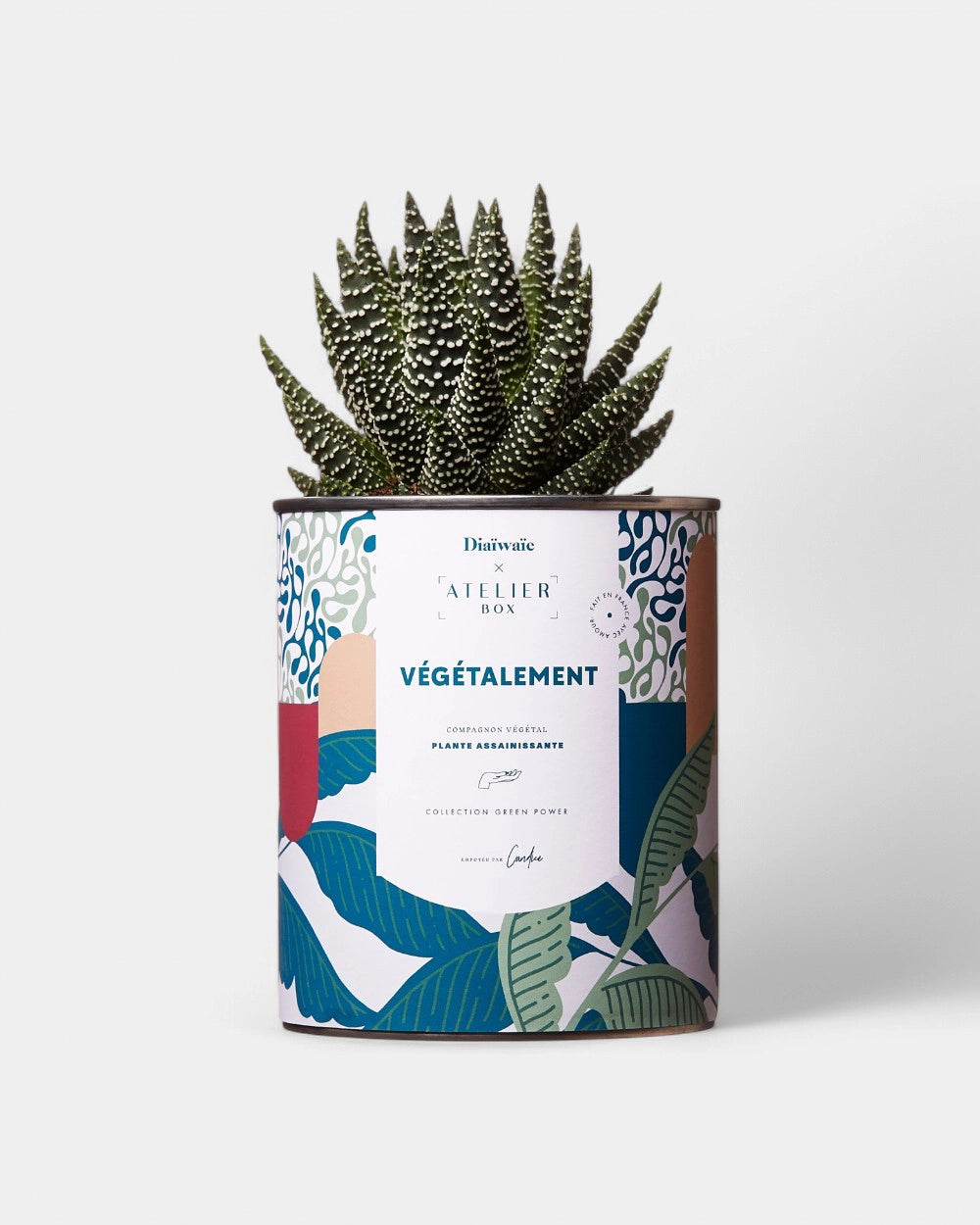 100% Customizable Cactus Diaiwaie - 4