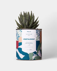 100% Customizable Cactus Diaiwaie - 4