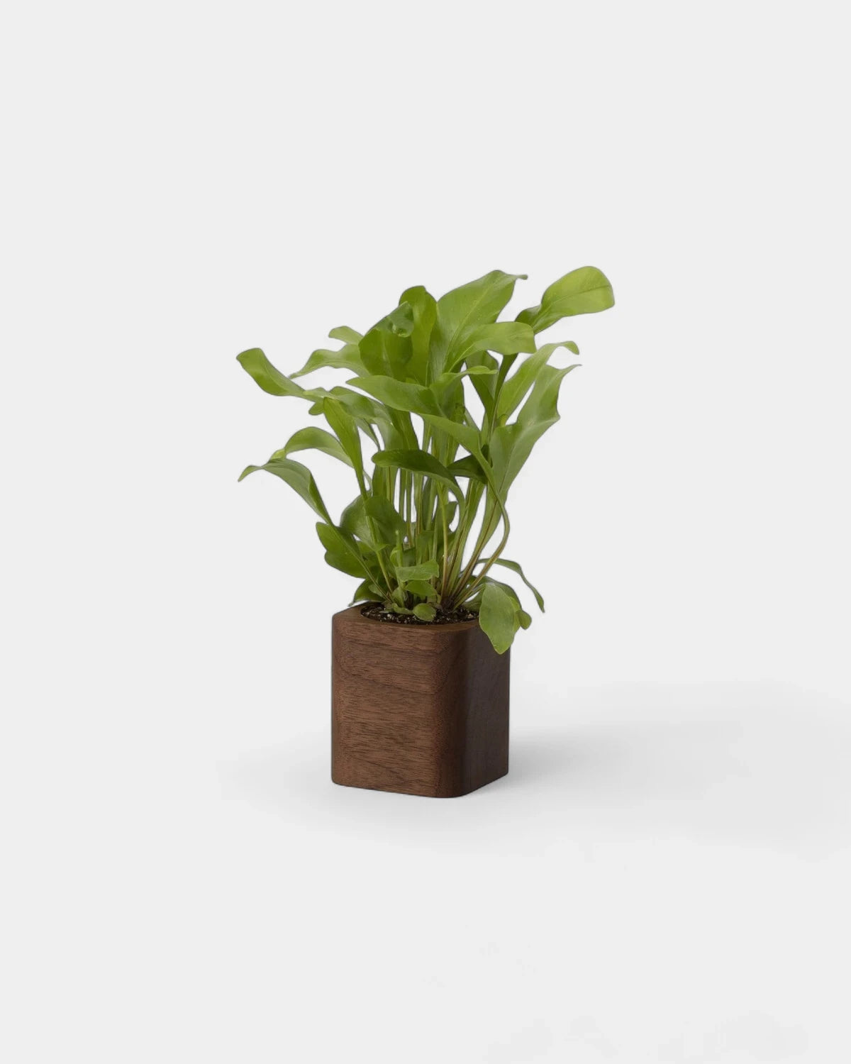 Customizable Cube Pot - 15