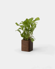 Customizable Cube Pot - 15