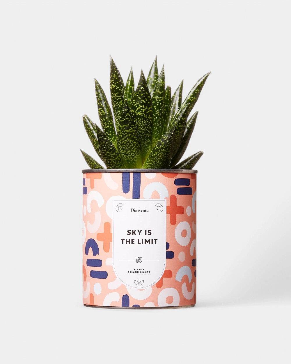 100% Customizable Cactus Diaiwaie - 7