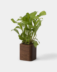 Customizable Cube Pot - 15
