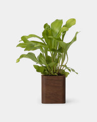 Customizable Cube Pot - 16