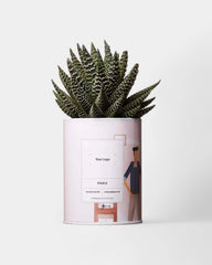100% Customizable Cactus - Ay Cactus - 3
